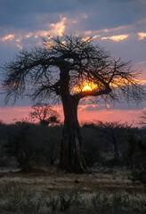 Baobab africain, Adansonia digitata, coucher de soleil, Parc national de Tarangire, Tanzanie