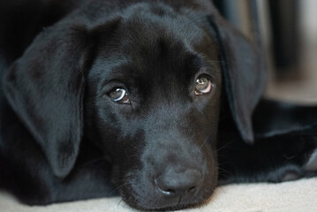 Black Lab Puppy