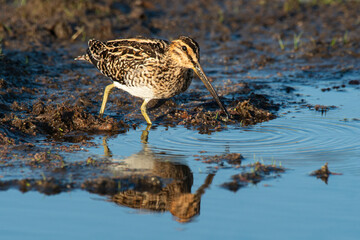 Bécassine des marais,.Gallinago gallinago, Common Snipe