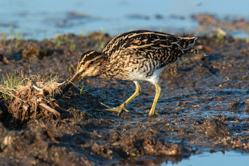 Bécassine des marais,.Gallinago gallinago, Common Snipe