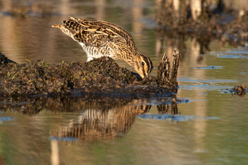 Bécassine des marais,.Gallinago gallinago, Common Snipe