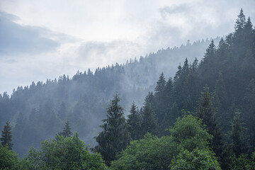Spruce wild forest. A dense forest of fir trees in cloudy weather in the mountains. Carpathians.
