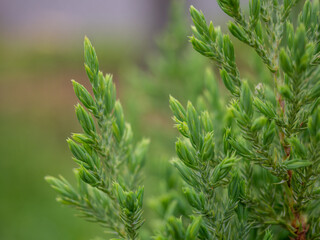 young branches of spruce close-up