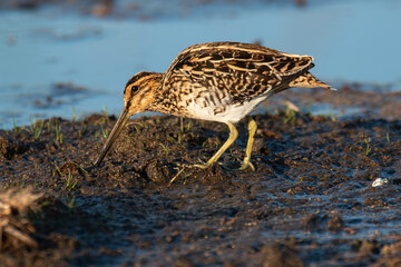 Bécassine des marais,.Gallinago gallinago, Common Snipe