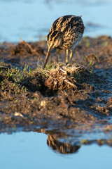 Bécassine des marais,.Gallinago gallinago, Common Snipe