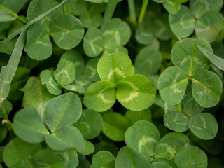 green clover glade with three leaves close-up