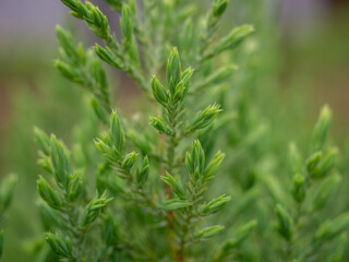 young branches of spruce close-up