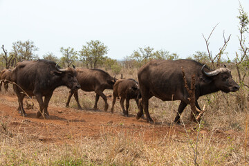 Fototapeta na wymiar Buffle d'Afrique, Syncerus caffer, Parc national Kruger, Afrique du Sud