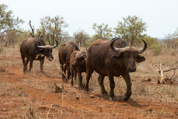 Buffle d'Afrique, Syncerus caffer, Parc national Kruger, Afrique du Sud