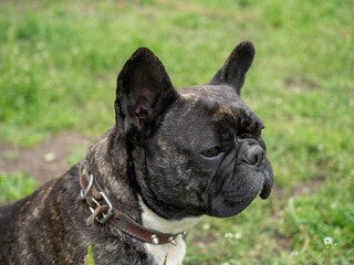 emotions of a dog breed French Bulldog