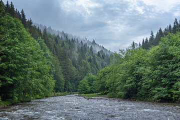 Mountain river on the background of a fir forest.
