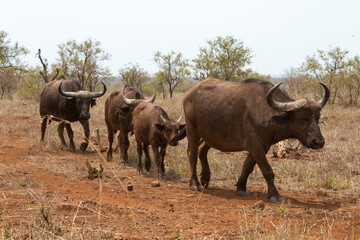 Buffle d'Afrique, Syncerus caffer, Parc national Kruger, Afrique du Sud