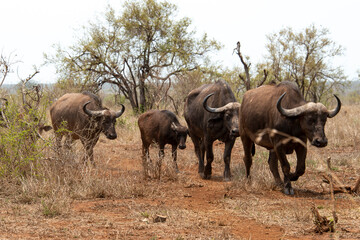 Buffle d'Afrique, Syncerus caffer, Parc national Kruger, Afrique du Sud