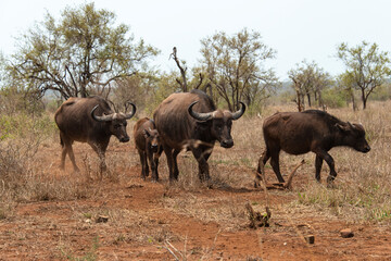 Obraz na płótnie Canvas Buffle d'Afrique, Syncerus caffer, Parc national Kruger, Afrique du Sud