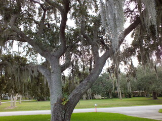 Obraz premium Florida