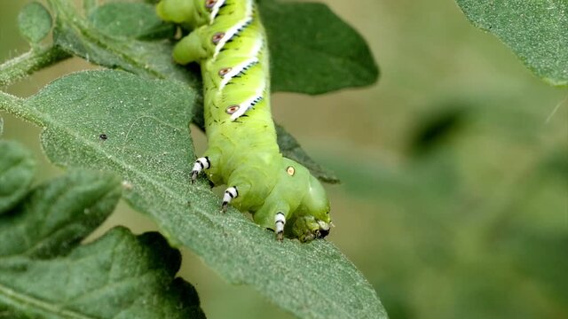 Close up macro tobacco hornworm pest caterpillar bug eating leaf of valuable garden crop tomato plant