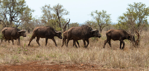 Fototapeta premium Buffle d'Afrique, Syncerus caffer, Parc national Kruger, Afrique du Sud