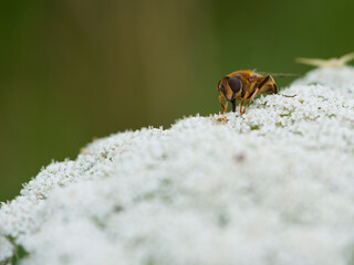 
horsefly perched on small white flowers