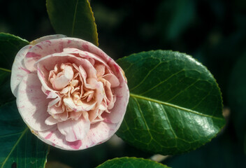 Camelia, camelia japonica 'Marguerite Gouilion'