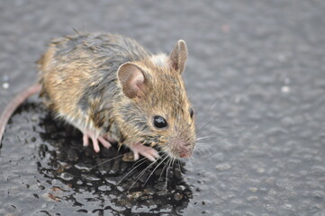 Kleine Maus im Regen 
