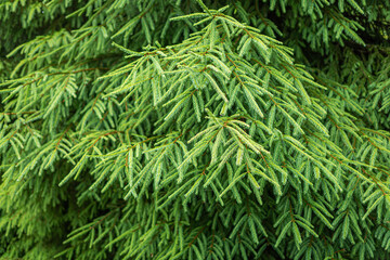 Spruce branches as a background. Fir branches close up.