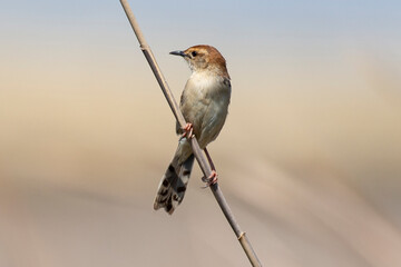Cisticole à sonnette,.Cisticola tinniens, Levaillant's Cisticola