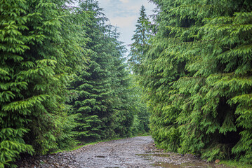 Fototapeta premium Old stone road in the forest at dusk.