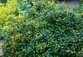 Epine vinette, Berberis buxifolia 'Pygmaea'