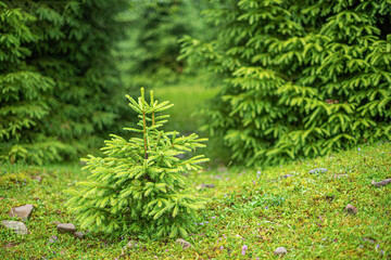 Christmas trees in the mountain wild forest.