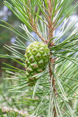 Fototapeta premium Pine branch with yang green cone. Close up view