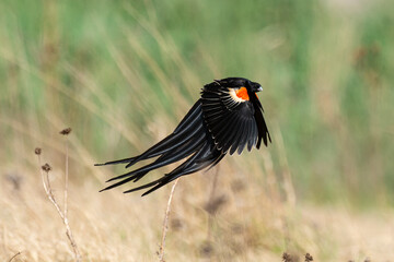 Euplecte à longue queue,.Euplectes progne, Long tailed Widowbird, Afrique du Sud