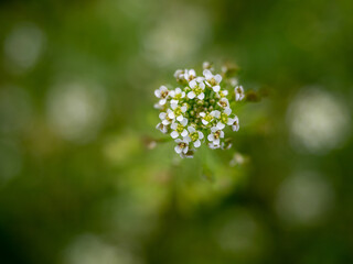 macro photography of flowers in the forest