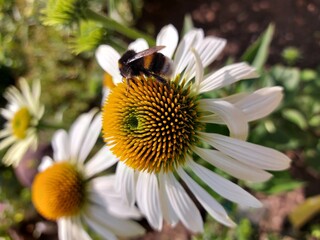 bee on daisy,
White coneflower with honeybee