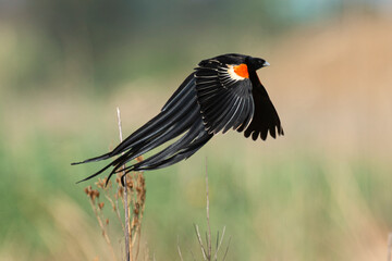 Euplecte à longue queue,.Euplectes progne, Long tailed Widowbird, Afrique du Sud