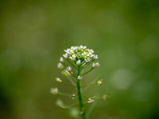 macro photography of flowers in the forest