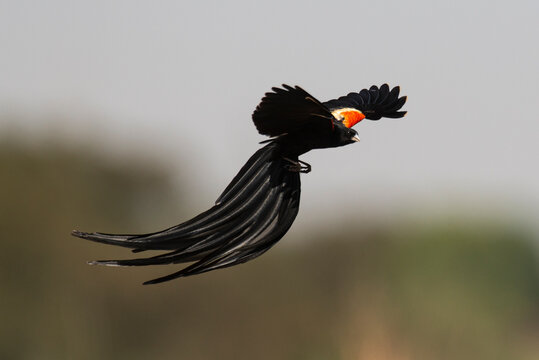 Euplecte à Longue Queue,.Euplectes Progne, Long Tailed Widowbird, Afrique Du Sud