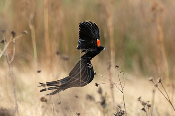 Euplecte à longue queue,.Euplectes progne, Long tailed Widowbird, Afrique du Sud