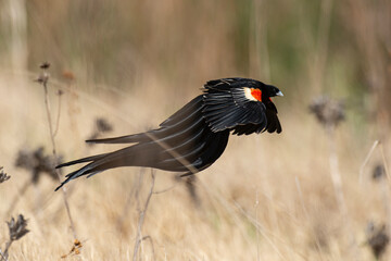 Euplecte à longue queue,.Euplectes progne, Long tailed Widowbird, Afrique du Sud