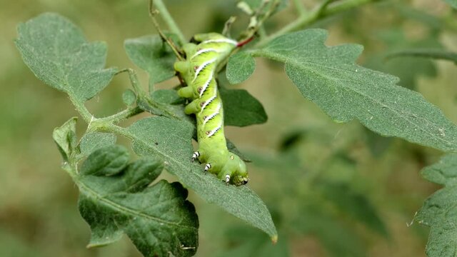 Tobacco hornworm pest caterpillar bug eating leaf of valuable garden crop tomato plant