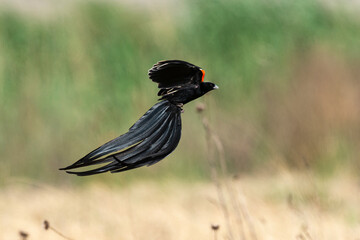 Euplecte à longue queue,.Euplectes progne, Long tailed Widowbird, Afrique du Sud