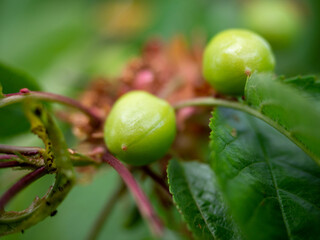 green cherry close-up on a branch