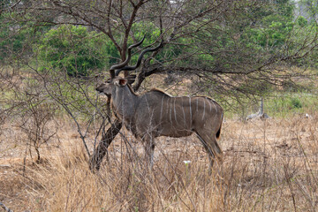 Grand koudou, Tragelaphus strepsiceros, Parc national Kruger, Afrique du Sud