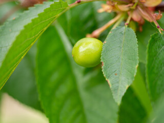 ant on a leaf of cherry closeup