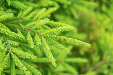 Spruce branches as a background. Fir branches close up.