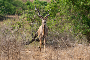 Grand koudou, Tragelaphus strepsiceros, Parc national Kruger, Afrique du Sud