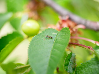 ant on a leaf of cherry closeup