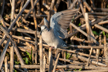Tourterelle du Cap,.Streptopelia capicola, Ring necked Dove