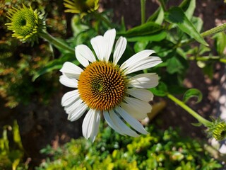 Obraz premium bee on a daisy, White coneflower, Weisser sonnenhut
