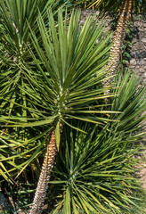 Yucca, Yucca aloifolia