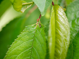 ant on a leaf of cherry closeup